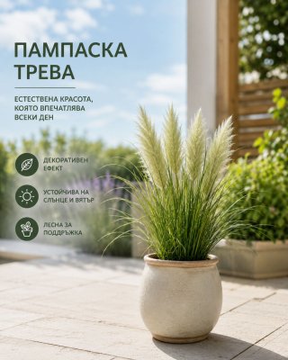 Пампаска трева за стилна градина и двор  Садово
